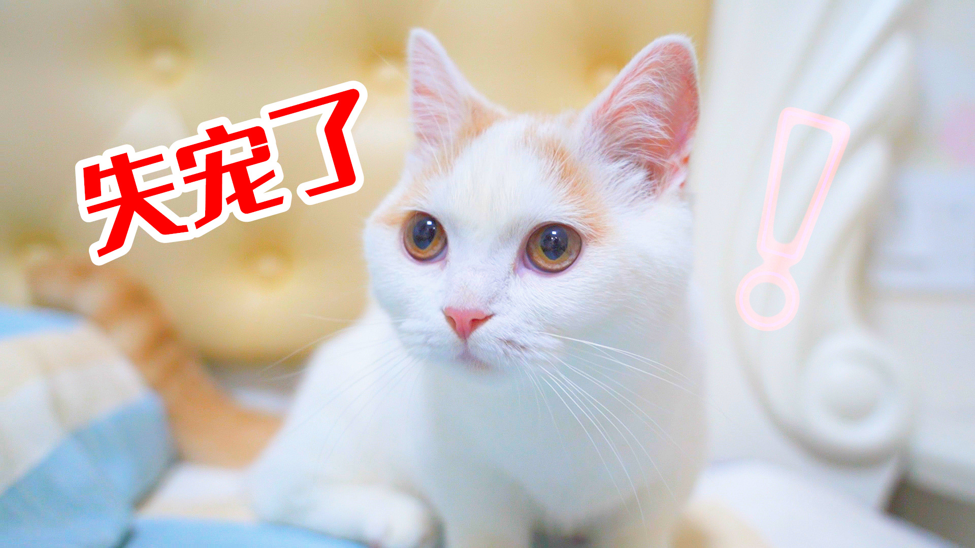 铲屎官突然不理猫咪,猫会什么反应?猫:我失宠了!